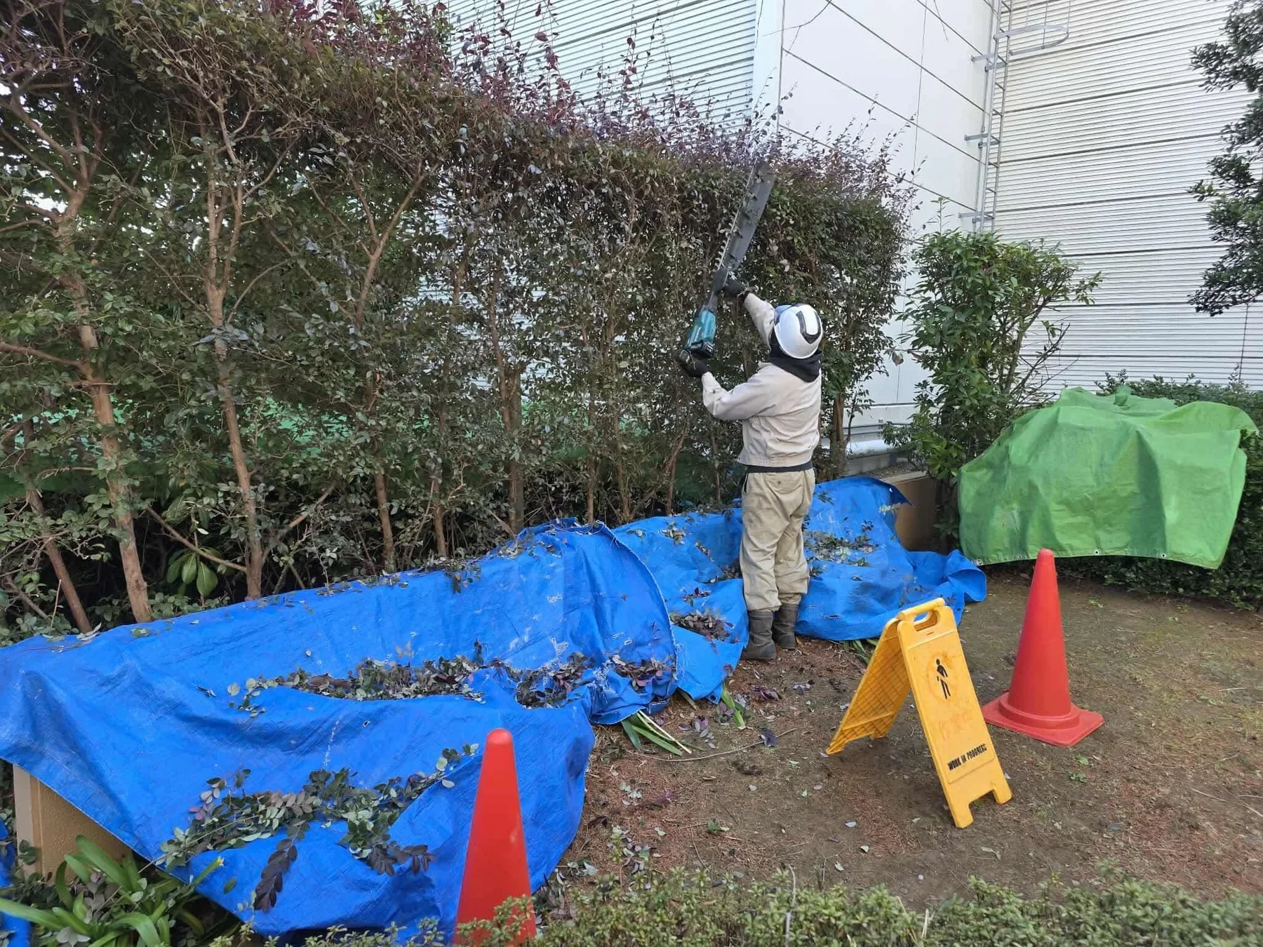 生垣の刈込み作業